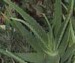 Aloe-ROSTLINA.jpg